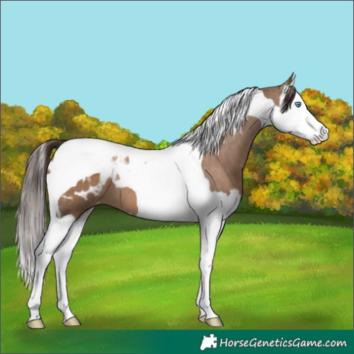 Horse Color:Liver Red Dun Splash Tobiano Appaloosa 