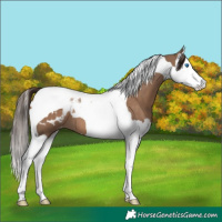 Horse Color:Liver Red Dun Splash Tobiano Appaloosa