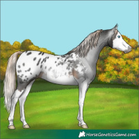 Horse Color:Gray White Spotted Chocolate Palomino Splash Appaloosa