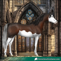 Horse Color:Liver Chestnut Splash