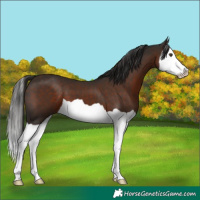 Horse Color:Liver Chestnut Splash 