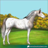 Horse Color:Classic Champagne Dun Sabino Splash Tobiano Appaloosa 