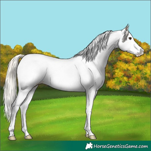 Horse Color:Chocolate Palomino Splash Tobiano Near Fewspot