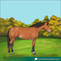 Horse Color:Bay 