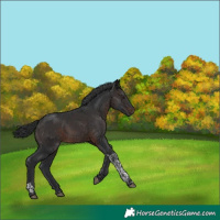 Horse Color:Brown Tobiano 