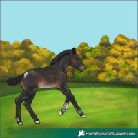Horse Color:Brown Tobiano Rabicano