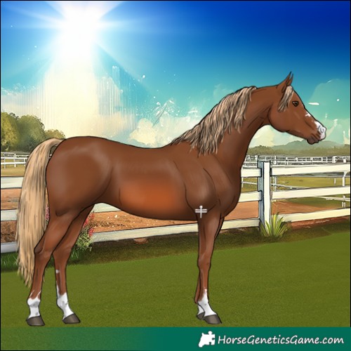 Horse Color:Chestnut 
