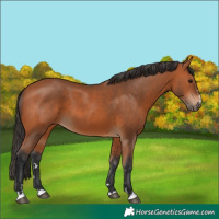 Horse Color:Unknown 