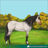 Horse Color:Unknown 