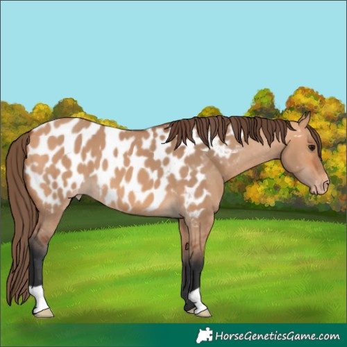 Horse Color:Bay Dun Appaloosa 