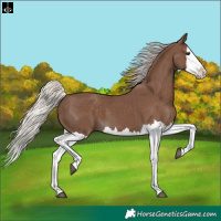 Horse Color:Silver Black Splash 