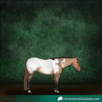 Horse Color:Bay Dun Near Fewspot Rabicano