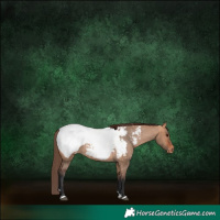 Horse Color:Bay Dun Near Fewspot Rabicano