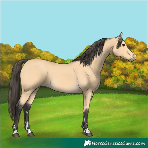 Horse Color:Buckskin 