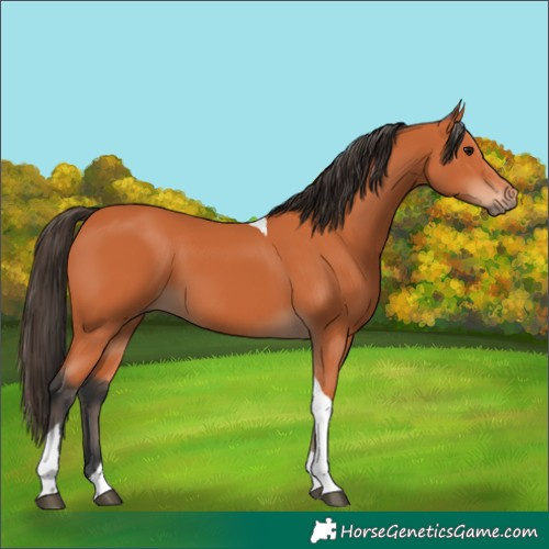 Horse Color:Bay Tobiano 