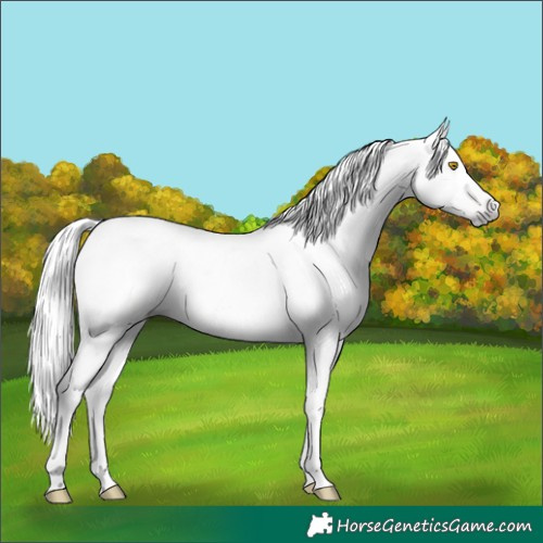 Horse Color:Gray Amber Champagne Tobiano 