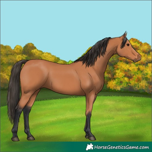 Horse Color:Bay 