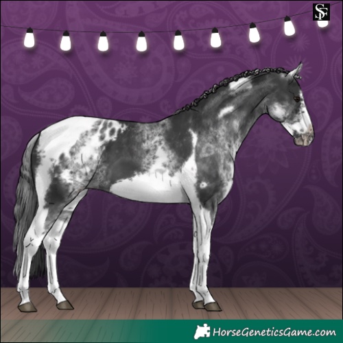 Horse Color:White Spotted Black Splash Tobiano Frame Appaloosa