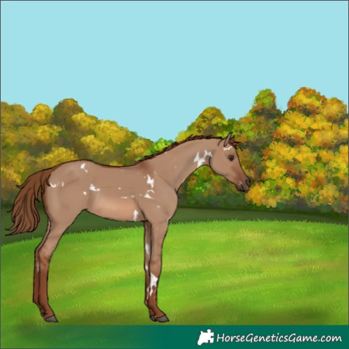 Horse Color:White Spotted Red Dun Rabicano 
