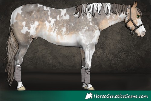 Horse Color:White Spotted Buckskin Sabino Appaloosa Rabicano 