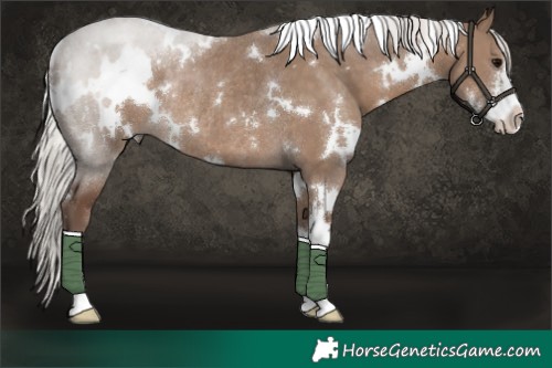 Horse Color:White Spotted Silver Grullo Sabino Rabicano 