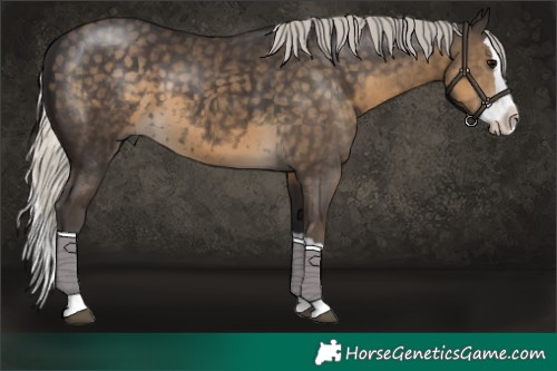 Horse Color:Silver Smoky Black Splash 