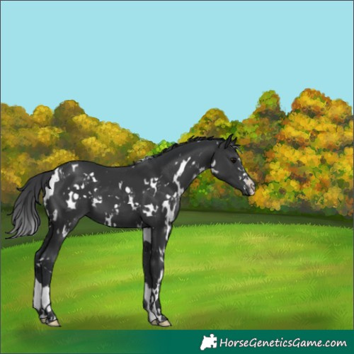 Horse Color:White Spotted Black 