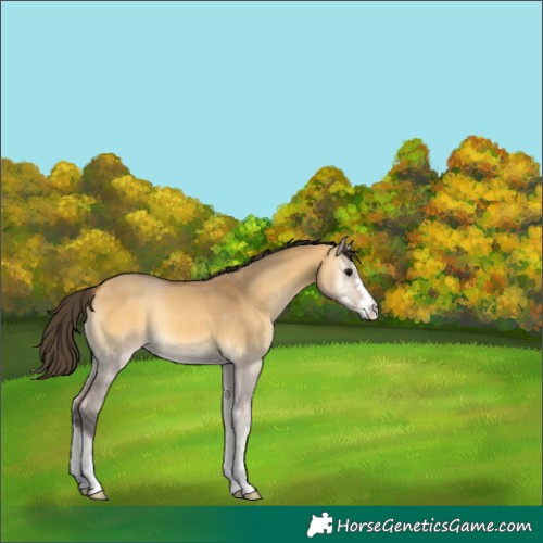 Horse Color:Buckskin Onyx 
