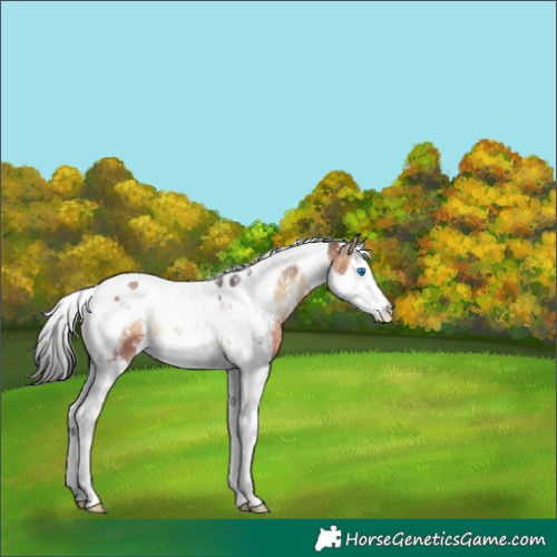 Horse Color:Brown Onyx Sabino Splash Tobiano 