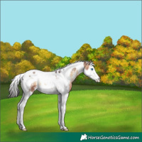 Horse Color:Brown Onyx Sabino Splash Tobiano