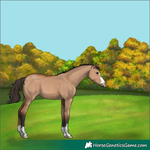Horse Color:Bay Dun