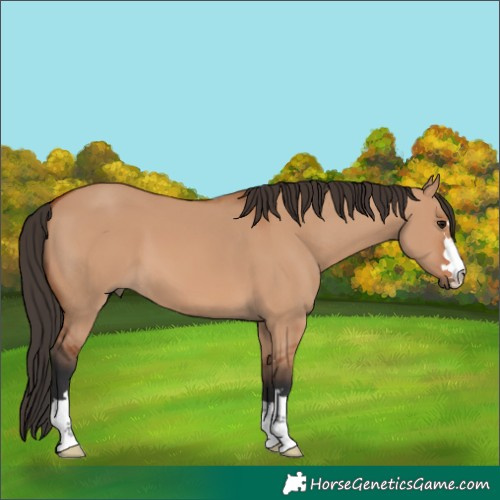Horse Color:Bay Dun