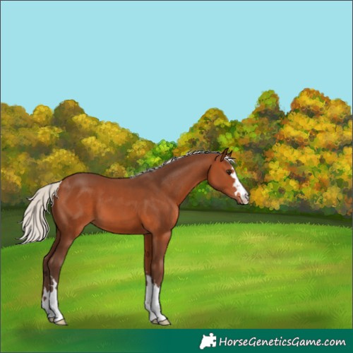 Horse Color:Silver Brown 