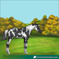 Horse Color:White Spotted Black