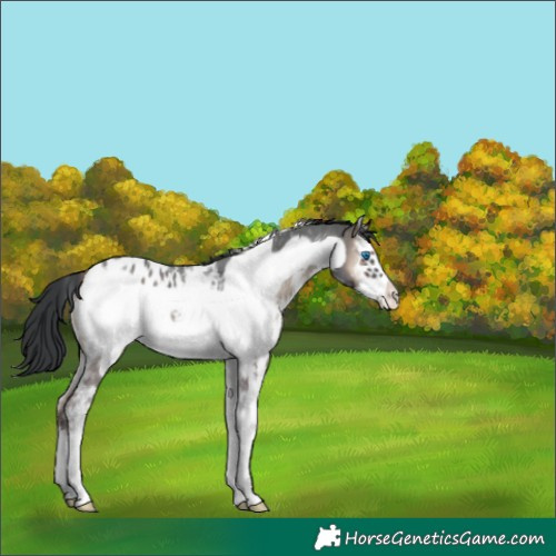 Horse Color:Blue Onyx Sabino Frame Varnish 