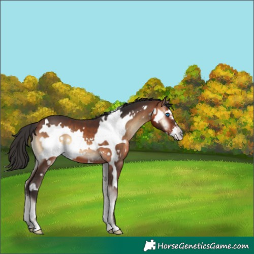 Horse Color:Brown Onyx Frame 