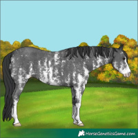 Horse Color:Black Sabino