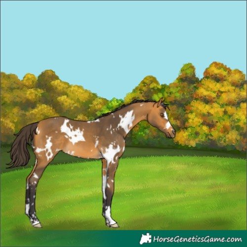 Horse Color:White Spotted Buckskin 
