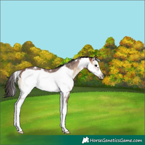 Horse Color:Bay Onyx Sabino Frame 