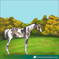 Horse Color:White Spotted Smoky Blue Onyx 