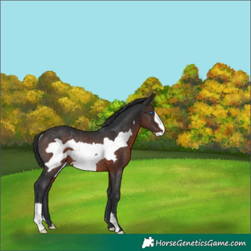 Horse Color:Brown Frame Rabicano