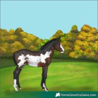 Horse Color:Brown Frame Rabicano