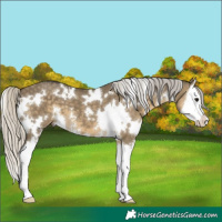 Horse Color:White Spotted Silver Smoky Grullo Sabino Splash 