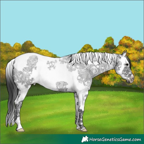 Horse Color:Blue Ice Roan Splash Tobiano Frame 