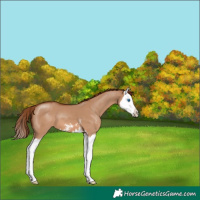 Horse Color:Unknown 