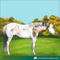 Horse Color:White Spotted Bay Onyx Splash Tobiano Blanket 