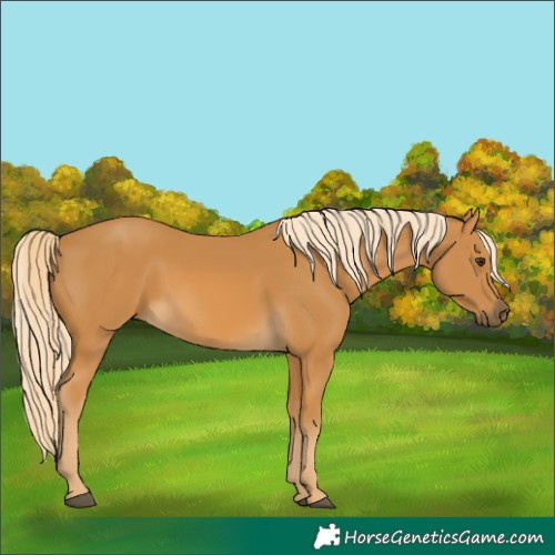 Horse Color:Palomino 