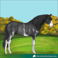 Horse Color:Black Sabino Rabicano 