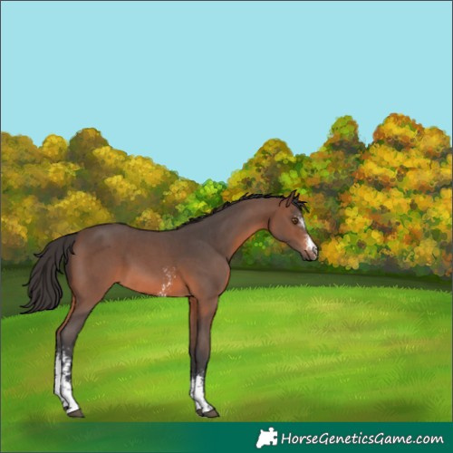 Horse Color:Brown Sabino