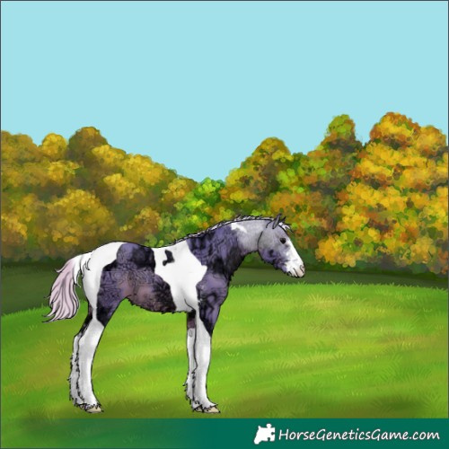 Horse Color:Watercolor Silver Black Ice Sabino Tobiano 
